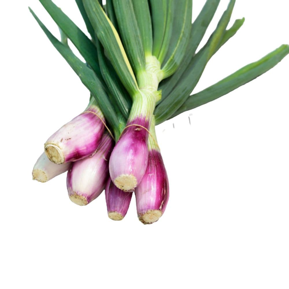 Spring Onion-image